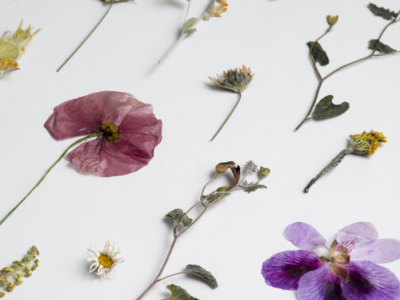 Des fleurs et des feuilles pressées et séchées, dont un coquelicot rose et une orchidée violette, sont disposées sur un fond blanc, évoquant la délicatesse artistique que l'on retrouve souvent au musée de la Toile de Jouy. - Musée de la Toile de Jouy