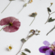 Des fleurs et des feuilles pressées et séchées, dont un coquelicot rose et une orchidée violette, sont disposées sur un fond blanc, évoquant la délicatesse artistique que l'on retrouve souvent au musée de la Toile de Jouy. - Musée de la Toile de Jouy