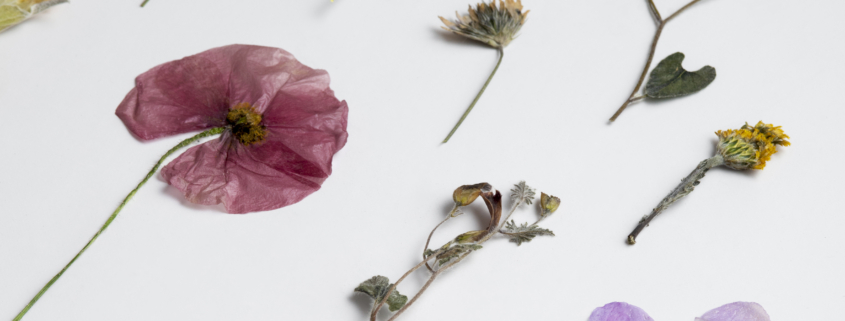 Des fleurs et des feuilles pressées et séchées, dont un coquelicot rose et une orchidée violette, sont disposées sur un fond blanc, évoquant la délicatesse artistique que l'on retrouve souvent au musée de la Toile de Jouy. - Musée de la Toile de Jouy