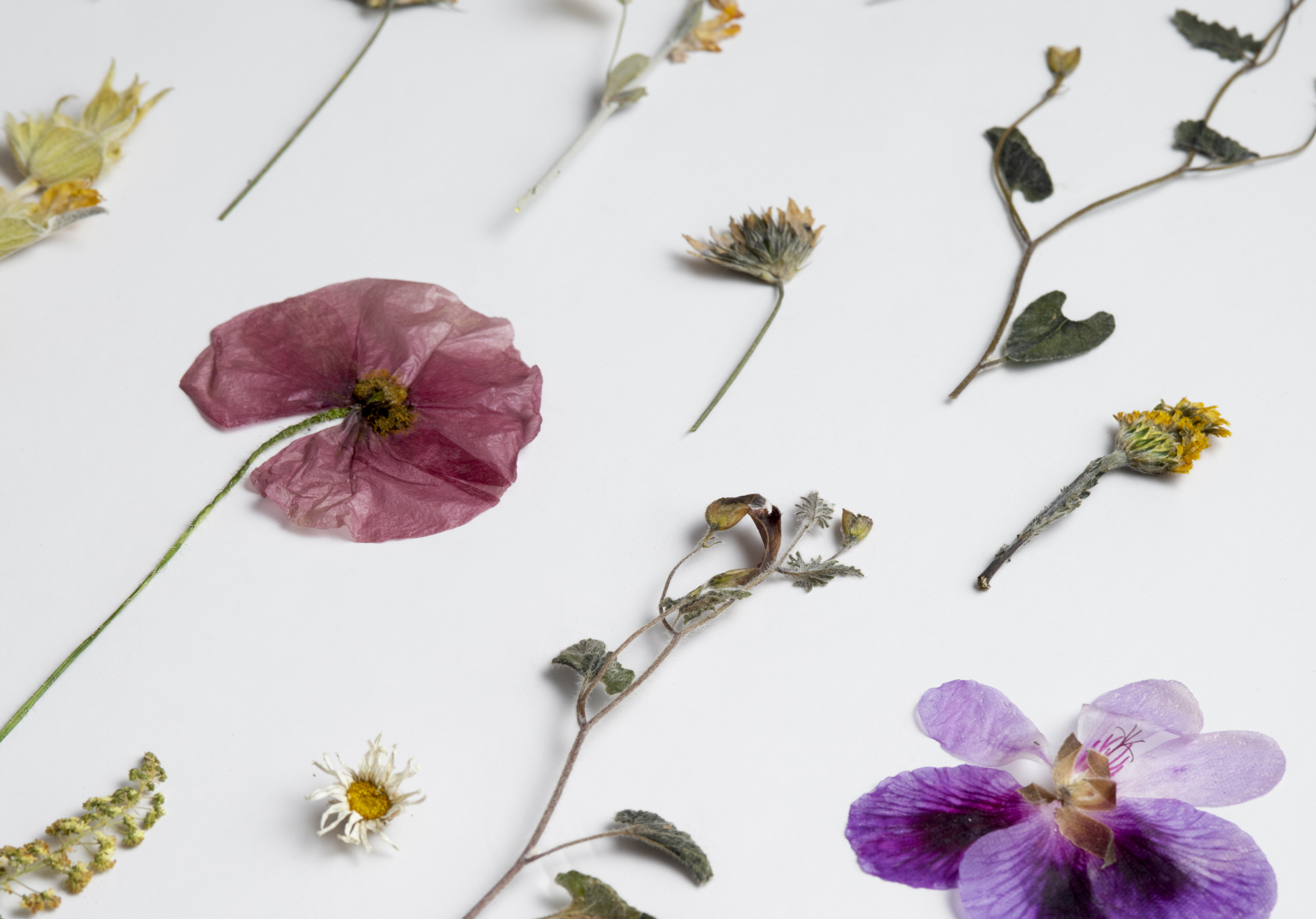 Des fleurs et des feuilles pressées et séchées, dont un coquelicot rose et une orchidée violette, sont disposées sur un fond blanc, évoquant la délicatesse artistique que l'on retrouve souvent au musée de la Toile de Jouy. - Musée de la Toile de Jouy