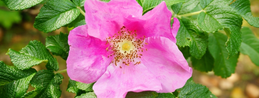 Une rose sauvage rose vif avec un centre jaune s'épanouit parmi des feuilles vertes texturées à la lumière naturelle du soleil, évoquant la beauté intemporelle des motifs floraux trouvés au Musée de la Toile de Jouy. - Musée de la Toile de Jouy