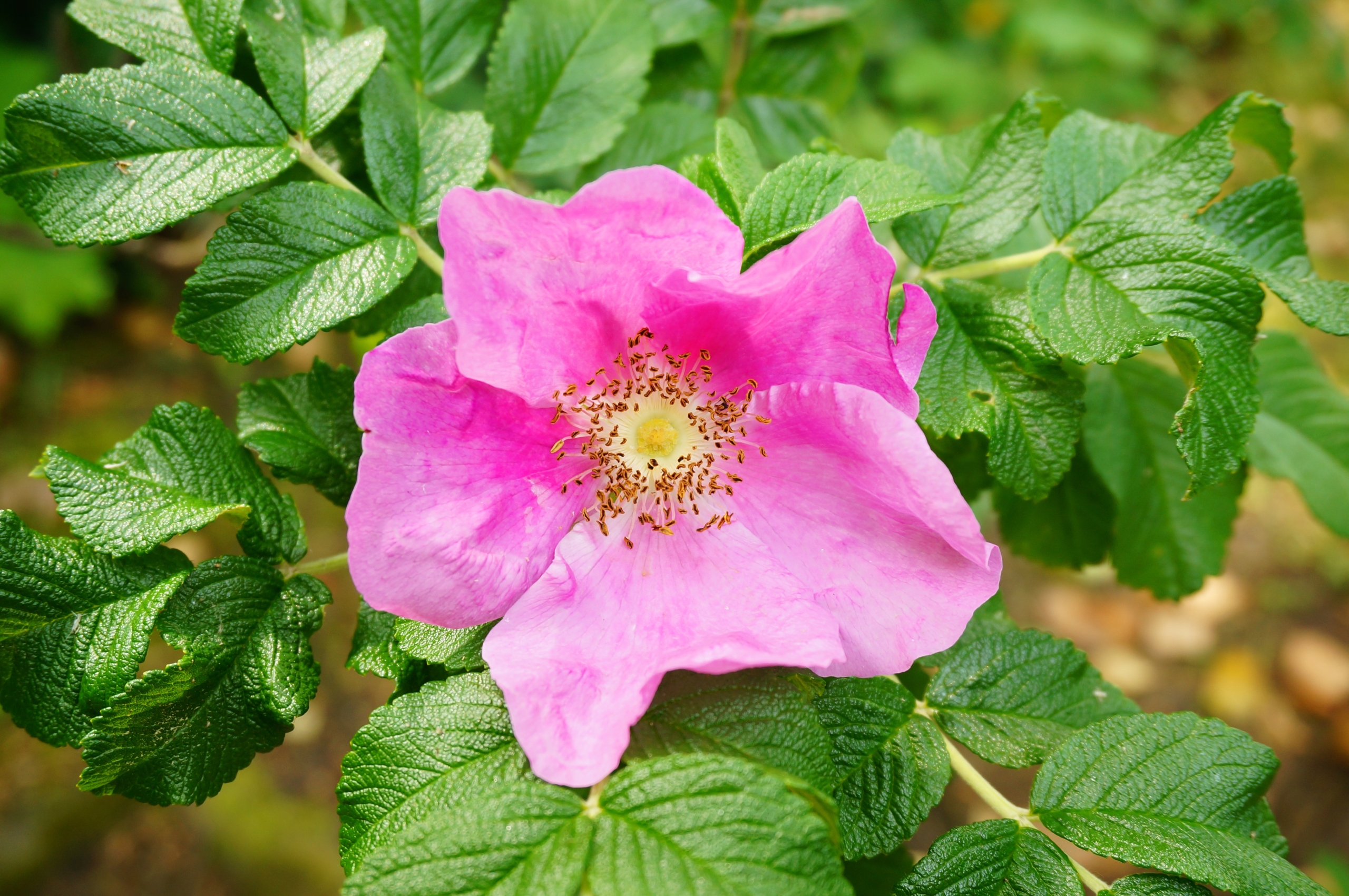 Une rose sauvage rose vif avec un centre jaune s'épanouit parmi des feuilles vertes texturées à la lumière naturelle du soleil, évoquant la beauté intemporelle des motifs floraux trouvés au Musée de la Toile de Jouy. - Musée de la Toile de Jouy