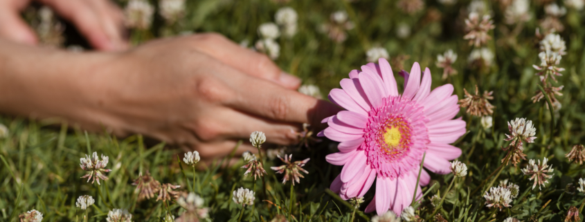 La main d'une personne effleure délicatement une marguerite rose posée sur de l'herbe verte parsemée de fleurs de trèfle blanc, créant ainsi une scène extérieure sereine qui rappelle une visite olfactive apaisante dans la nature. - Musée de la Toile de Jouy